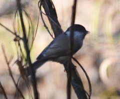 Poecile palustris