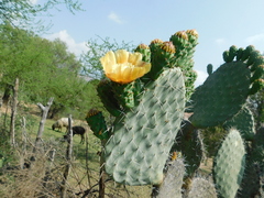 Opuntia streptacantha