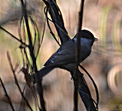 Poecile palustris