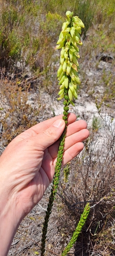 Image of Erica penduliflora by (c) Eugene Hahndiek, some rights reserved (CC BY-SA)