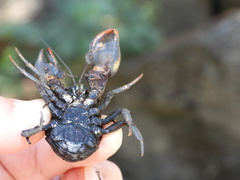 Aegla concepcionensis