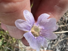 Pinguicula caerulea