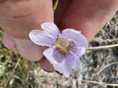 Pinguicula caerulea