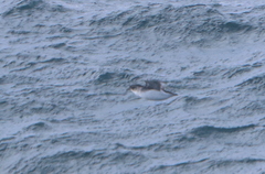 Pelecanoides urinatrix