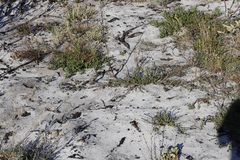 Aspalathus retroflexa