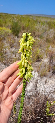Image of Erica penduliflora by (c) Eugene Hahndiek, some rights reserved (CC BY-SA)