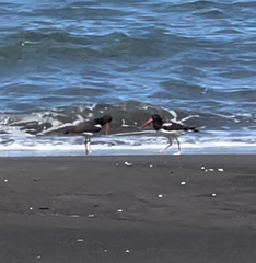 Haematopus palliatus