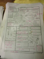 Fejervarya orissaensis