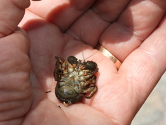 Aegla concepcionensis