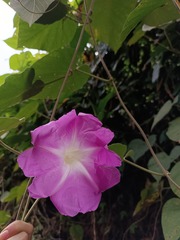 Ipomoea mairetii