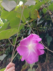 Ipomoea mairetii