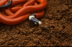 Apostolepis assimilis