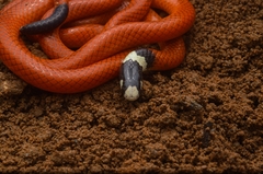 Apostolepis assimilis