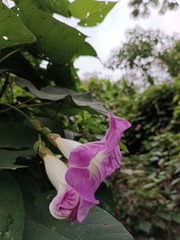 Ipomoea mairetii