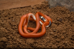 Apostolepis assimilis