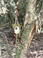 Trichonephila sexpunctata
