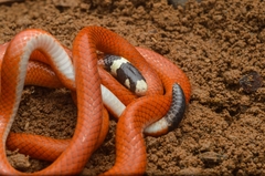 Apostolepis assimilis