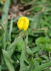 Arachis pintoi