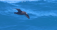 Procellaria aequinoctialis