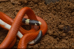 Apostolepis assimilis