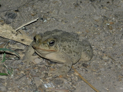 Incilius occidentalis