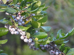 Azara integrifolia