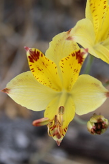 Alstroemeria diluta chrysantha