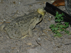 Incilius occidentalis