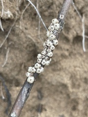 Ceroplastes sinensis