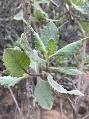 Ceroplastes sinensis
