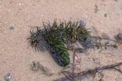 Ceratophyllum