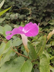 Ipomoea mairetii