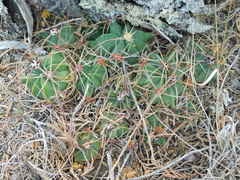 Ferocactus histrix