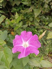 Ipomoea mairetii