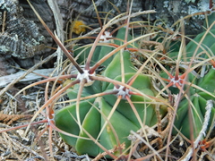 Ferocactus histrix