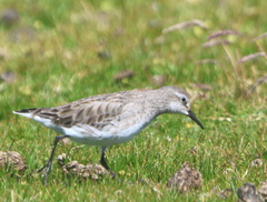 Calidris fuscicollis