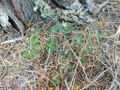 Ferocactus histrix