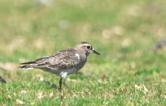 Charadrius modestus