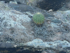 Ferocactus histrix