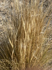 Pappostipa