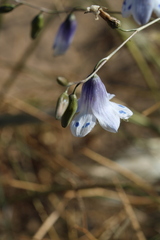 Conanthera