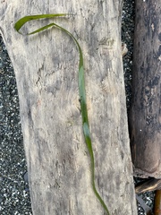 Zostera