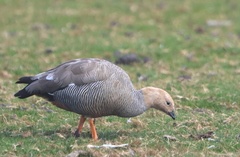 Chloephaga rubidiceps