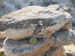 Ferocactus histrix