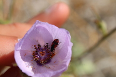 Arthrobrachus nigromaculatus