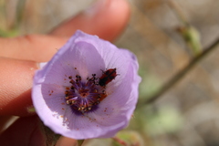 Arthrobrachus nigromaculatus