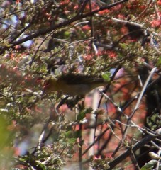 Combretum microphyllum