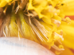 Arnica lanceolata