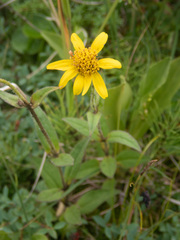 Arnica lanceolata
