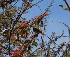Combretum microphyllum